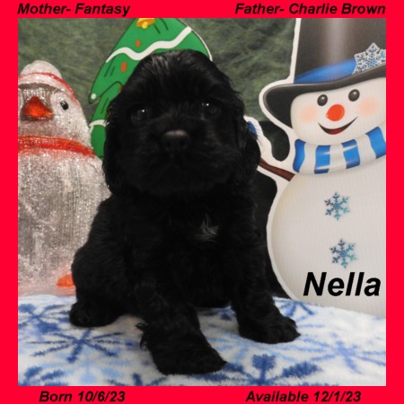 puppy, for, sale, Cocker Spaniel, Joe & Cherri  Overlease, dog, breeder, Miller, MO, dog-breeder, puppy-for-sale, forsale, nearby, find, puppyfind, locator, puppylocator, aca